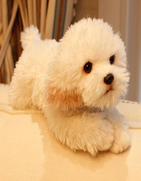 simpatico animale morbido cane maltese peluche mini animali di peluche sdraiati cani da compagnia bambola regalo per bambini decorazione auto 35x12x14 cm DY501387557432