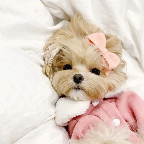 Ceketler Kış Kurtarıcı Pet Köpek Giysileri Artı Kadife Köpekler Katlar Elbise Evcil Hayvan Kıyafetleri Küçük Orta Köpek Sweatshirt Yorkies Kostüm Perro