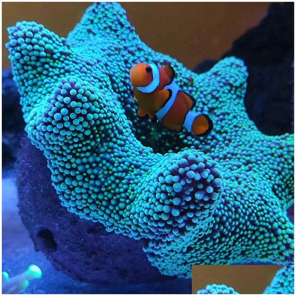 Aquários Decorações Ane Nest Evitar Fugir Argila e Rocha Viva Feito para Aquário Reef Tanque Plantas Drop Delivery Home Garden Pe Dhhvu