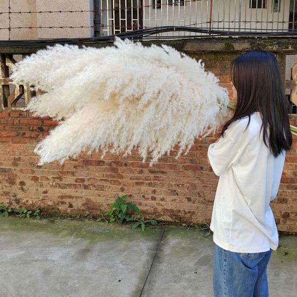 Büyük Pu Reed, Pampas Çayır Rengi, Beyaz Dükkan Kapalı, Ev Dekorasyonu, Kurutulmuş Çiçekler