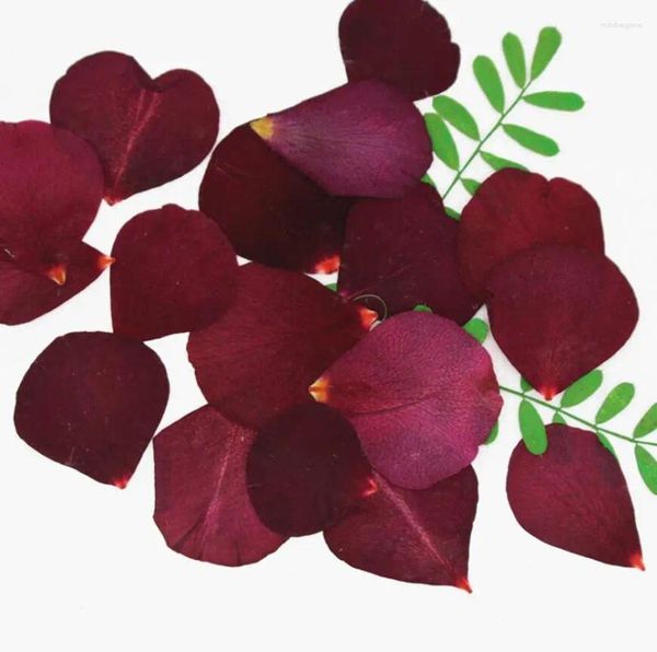 Dekoratif çiçekler 100pcs kurutulmuş presli çiçek gül taylı dolgu bitki bitki mücevher için herbaryum kartpostal yer işareti telefon kılıfı davet kartı