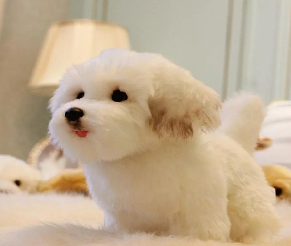 2024 simulação de alta qualidade animal cão maltês boneca pelúcia mini animais de estimação macios cão presente do bebê decoração 27x12x22cm
