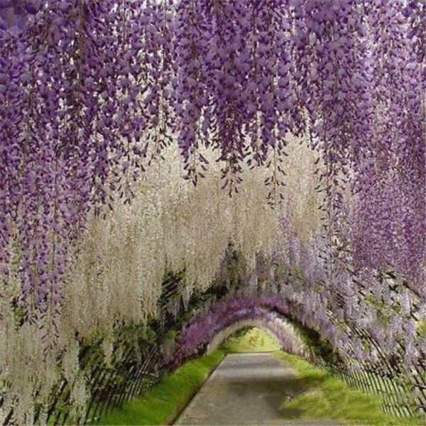 Romântico flores artificiais simulação glicínias videira decorações de casamento longo curto seda planta buquê sala escritório jardim nupcial a8812554