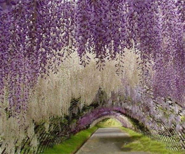 Romantici fiori artificiali Simulazione Glicine Vite Decorazioni di nozze Lungo corto Pianta di seta Bouquet Camera Ufficio Giardino Nuziale A5020346