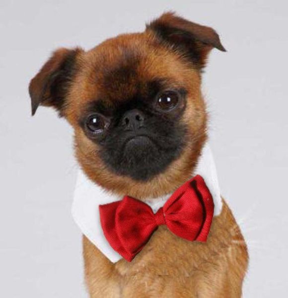 Papillon formale per animali domestici Collare per cani da sposa per feste Abbigliamento per cani Accessori per costumi Nero Rosso per gatti di piccola taglia Cani Animali domestici3252246