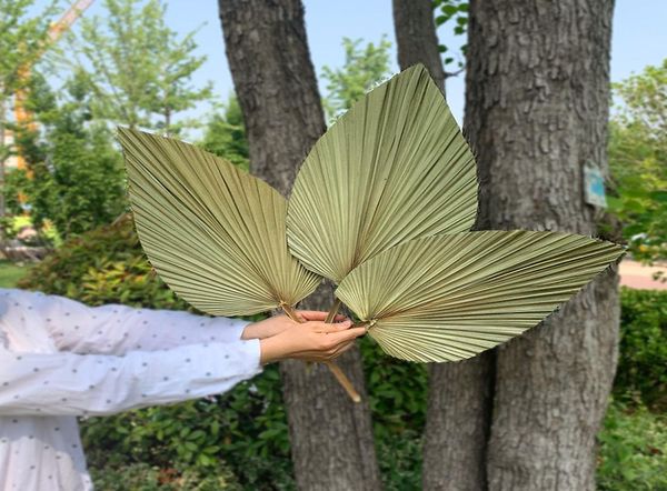 1 Stück getrocknete Blumen, natürliches Pu-Fächerblatt für Heimwerker, Heim-Shop-Display, Dekorationsmaterialien, konservierte Blätter, Palme für Hochzeitsdekoration 12613275