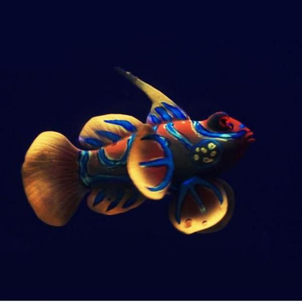 Silikon-Aquarium-Frosch-Fisch-Dekoration, künstlicher Fisch, leuchtend grün, Acuario-Dekor, hübsches niedliches Mikro-Ornament für Tank3297