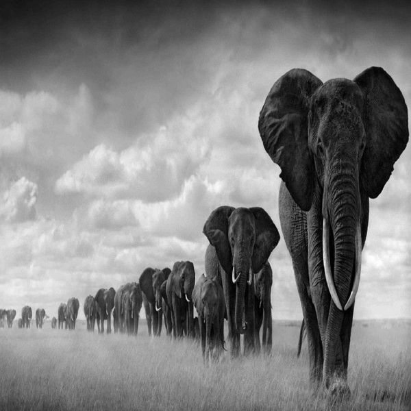 20 stile scegliere Animale in bianco e nero Elefante Tigre Dipinti Art Film Stampa Seta Poster Decorazione della parete di casa 60x90 cm218z