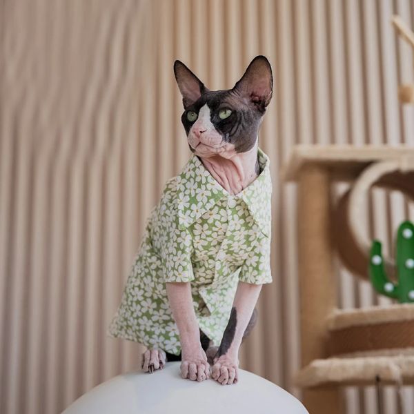 Kleidung Sommer Sphynx Haarloses Blumenhemd Katzenkleidung für Katze Devon Rex Conis Katzenkostüm Kätzchen Outfits Sphynx Katzenkleid Haustierlieferant