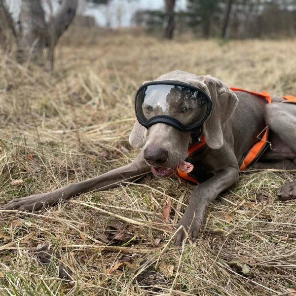 Accessori Occhiali per cani Anti UV Forte resistenza agli urti Elastico regolabile Occhiali per cani di taglia grande Occhiali da sole traspiranti per animali domestici