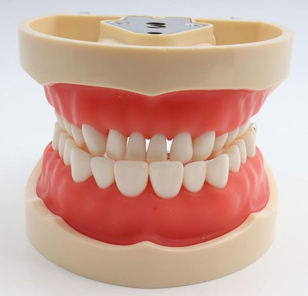 Modello didattico dentale Dimostrazione del modello Typodont dentale standard con denti rimovibili 200H4389289
