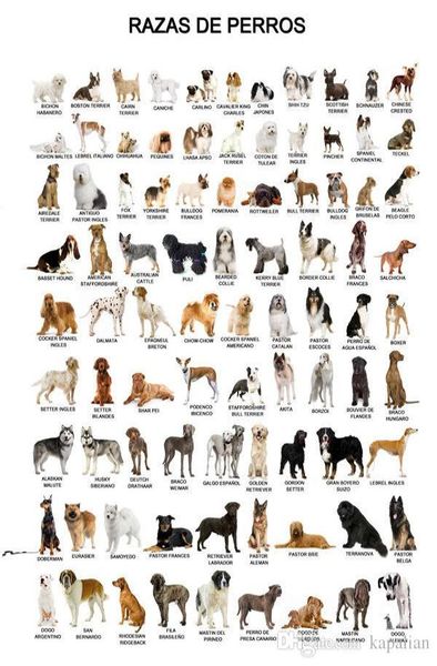 Poster con animali Il cane Poster Decorazioni per la casa Carta da parati Poster artistici Stampa Popaper 16 24 36 47 pollici7001896