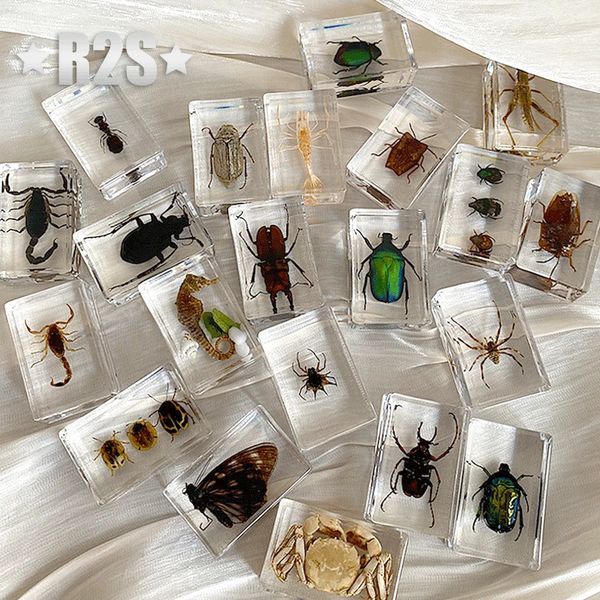 20 Pçs / lote Inseto em Resina Espécime Bugs Coleção Paperweights Aracnídeo Spec decoração acessórios para casa besouros aleatórios 240314