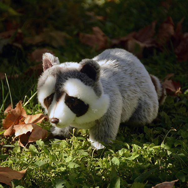 Procione Anime simpatico peluche Procyon Lotor giocattoli di peluche animali realistici simulazione bambola di pezza Kawai regali giocattolo per bambini 240321