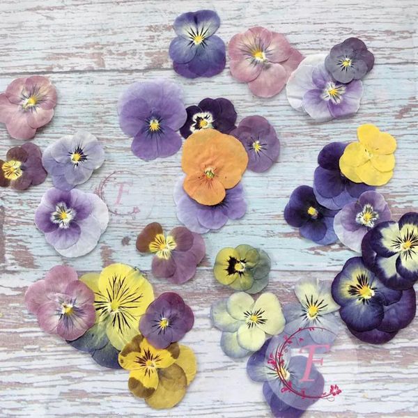 60x prensado pansy viola tricolor L. plantas de flores herbário para carrinho de cartão postal jóias scrapbook DIY 240321