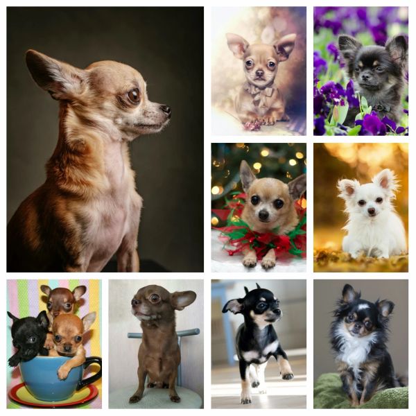 Stitch Chihuahua Pet Dog Diamond Art Kit di pittura I piccoli animali Wall Art Punto croce Ricamo Immagine Mosaico Arredamento camera da letto Regalo