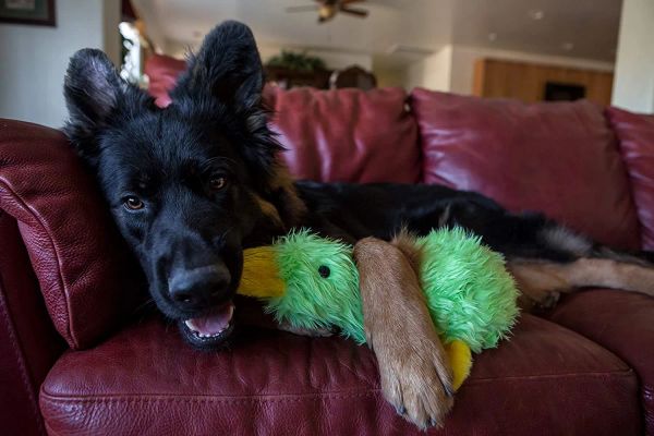 Brinquedos de pelúcia para cães, brinquedo que faz barulho, pato fofo, filhote de cachorro, brinquedos para cães pequenos e médios, atacado h15 zz