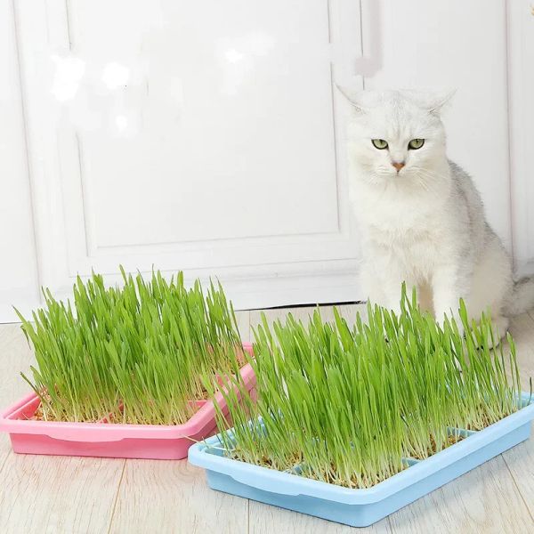 Brinquedos para animais de estimação gato grama digestão vaso planta conjunto gato grama lanches para remover bolas de cabelo para limpar grama gastrointestinal produtos para animais de estimação