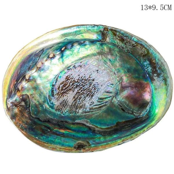 Geschirr 1214 cm polierte natürliche Abalone-Muscheln Muschel Home Landschaft Aquarium Dekor Seifenhalter Handwerk handgefertigt