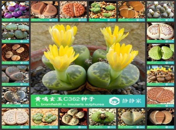 Ombrelli 50 pezzi 100 pietre viventi fresche di cactus succulenti Lithops S49725419662