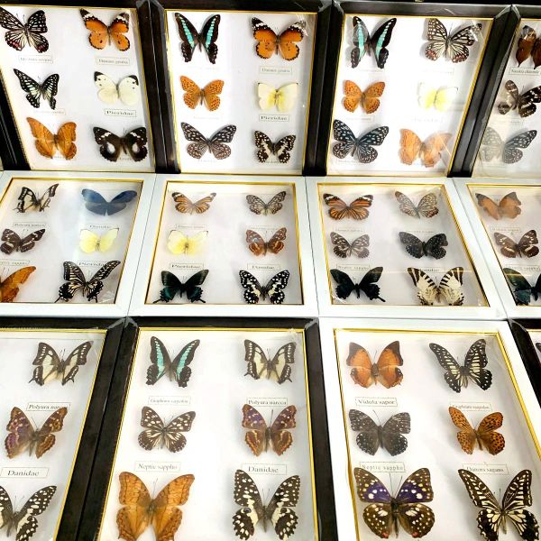 Esculturas linda amostra de borboleta, coleção de material educacional/espécime de borboleta, moldura de foto, arte de decoração para casa