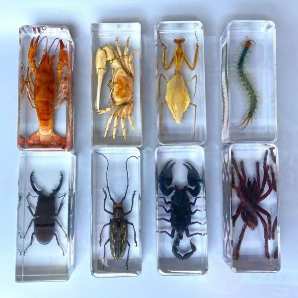 Miniaturas grande espécime de tarântula em resina inseto grandes aranhas tarântula resina bug besouro escorpião espécime inseto modelo decoração de mesa