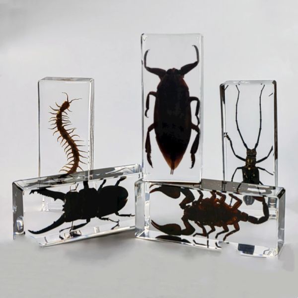 Miniaturen, große Insektenexemplare aus Kunstharz, Vogelspinne, Epoxidharz, Käfer, Tausendfüßler, Käfer, Skorpione, große Insekten, Tischdekoration