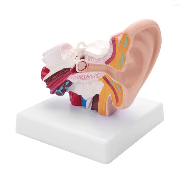Party-Dekoration, 1,5-faches Anatomiemodell des menschlichen Ohrs, das die Organstruktur des zentralen und äußeren Ohrs zeigt. Lehrmittel