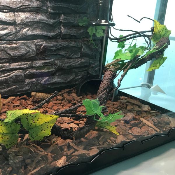 Decoração para répteis, ramos de canto, videiras, plantas, selva, ramos de escalada, plástico, ramos falsos, tanque de animais de estimação, decoração de terrário para barbudo