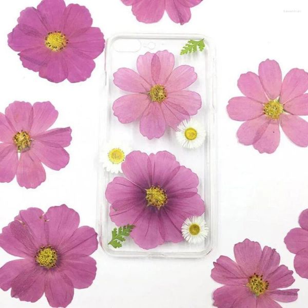 Flores decorativas 60x secas prensadas natural roxo cosmos flor planta herbário para cartão postal po quadro jóias marcador artesanato diy