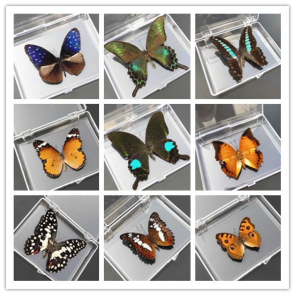 Esculturas Real amostras de borboletas de borboleta ornamentos de borboleta real amostras de insetos espalhando asas da amostra de gestão de butterfly decoração de borboleta