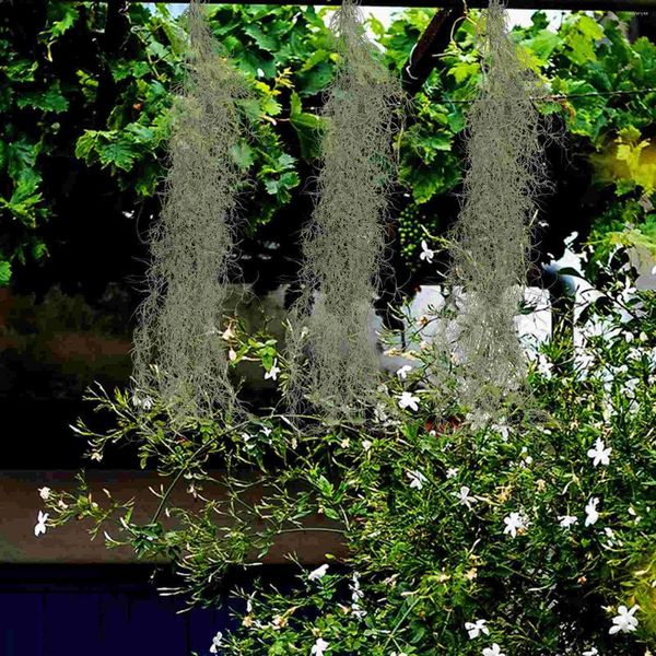Fiori decorativi simulati appesi alla vite muschio arredamento essiccato per l'artigianato conservato in plastica fata piante da giardino abbellimenti artigianato