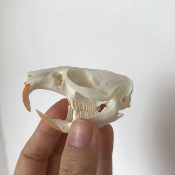 Esculturas 1 PCS Ondatra zibethicus Muskrat crânio esqueleto biologia taxidermia Animal espécime estudo Coleção decoração de osso de natal