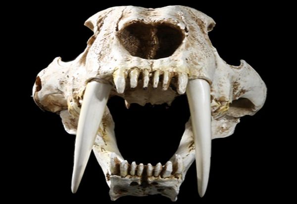 MGT 11 Animali antichi americani Saber Tooth Cat Tiger Skull Sabertooth Smilodon Fatalis Modello campione Scheletro animale Model1339864