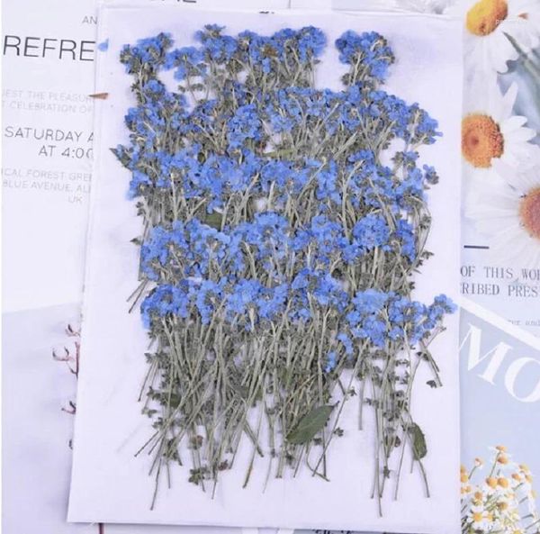 Dekoratif Çiçekler 120pcs Baskın Forget-My-My-Myosotis Makyaj Takı Kartpostal Davetiye Kartı Telefon Kılıfı için STEM HERBARIUM