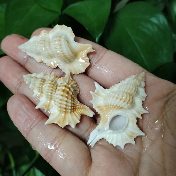 3 PCs Maple Leaf Triton Cascas naturais gyrineum perca mar conchel chnch collection tank tank de decorações de diy artesanato decors 240429