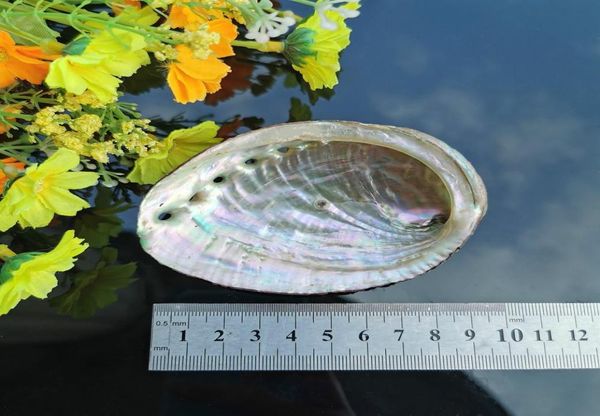 5 tamanhos de decoração náutica de casca de abalone conchas de casamento de praia de praia de jóias de jóias de casca diy sloab prato aquário decoração h j4062944