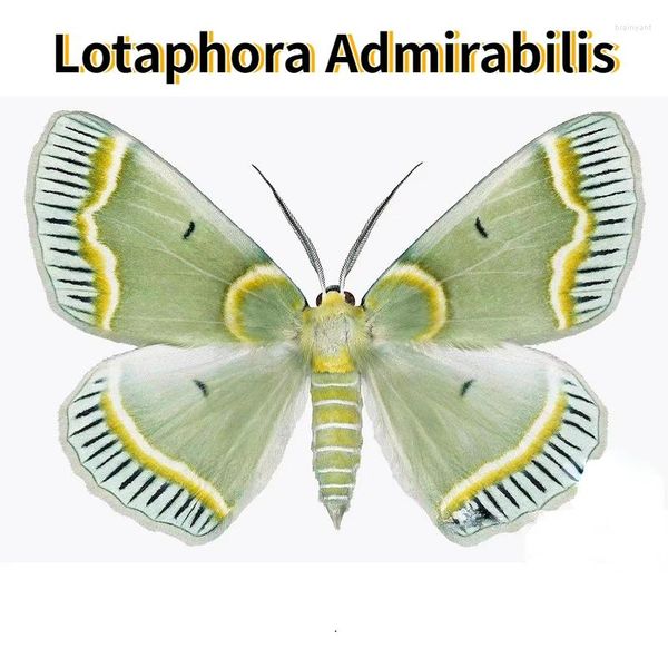 Figurine decorative Lothora Adminbis Real Moth Esemple Butterfly Insect Hobby Collection