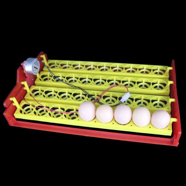 Accessori Nuovi 36 uova Incubatore automatico Trasforma le uova Attrezzatura da insegnamento sperimentale per incubatore di pollo vassoio