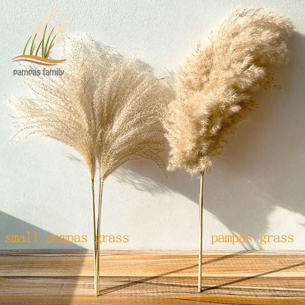 Dekorationen Real Pampas Gras Dekor natürliche getrocknete Blumen Pflanzen Hochzeit Blumen Trocken Blumenstrauß flauschige Schöne für Urlaubsheimdekoration