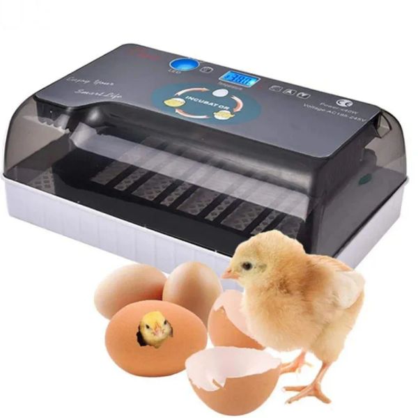 Acessórios 12/ Ovos Incubadora Controle de temperatura totalmente automática Reabastecimento de água Termoregulador Ninhina Hatcher de aves 110V/ 220V