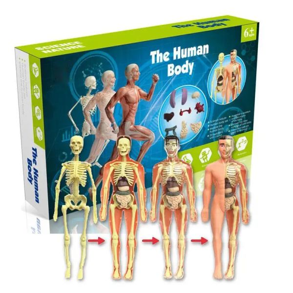 Miniaturas Modelo do Torso do Corpo Humano 3D para Kid, Anatomia, Esqueleto, Removível, Simulação, Órgão e Esqueleto, Modelos de Corpo Destacável