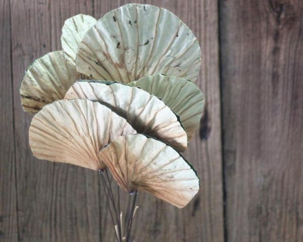 20pcs Fanshaped lotus folhas de lótus seco para festa de casamento em casa el decoração diy buquet projeto de projeto de projeto3853543