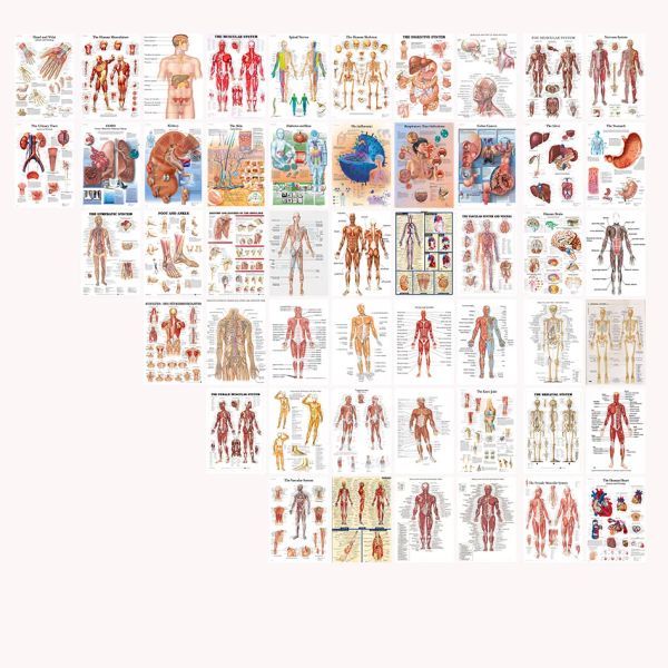 Adesivi 50pcs Postcard Sistema di anatomia umana Kit di collage fotografico Kit di grafico anatomico Immagini del corpo umano Medical for Education Office Decor