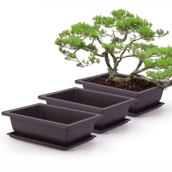 Pentole 5 seggi con piante bonsai in plastica in plastica piazza quadra