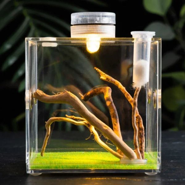 Dekor Insekt Jumping Spider Terrarium Fütterungsbox Reptilien Zuchtbox transparenter Acryl ökologischer Käfig mit LED -Leuchten Landschaftsgestaltung