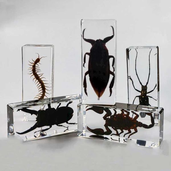 Oggetti decorativi Figurine campione di insetti di grandi insetti nella tarantula in resina epossidico resina bug centipedi di coleotteri di scorpione campione di grande insetto decorazione desktop t2405