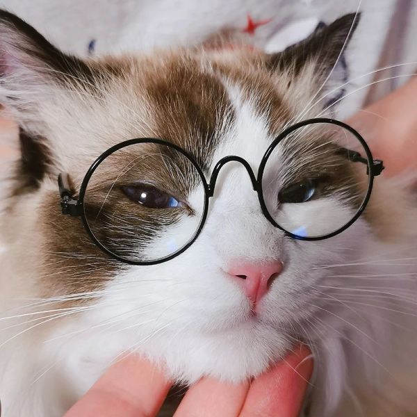 Ospita occhiali da sole rotondi vintage per gatti riflesso occhiali per occhiali per animali domestici per cani accessori per gatti per cani per cani di piccola taglia