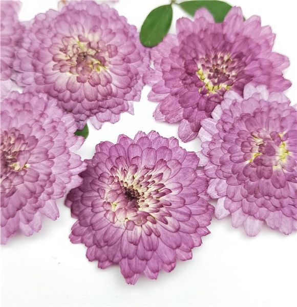100pcsnatural Pressado Purple Daisy FlowersReal Flower Diy Casamento Art Crafmar Markmark Cartões de vela central Decoração de vela 28304012