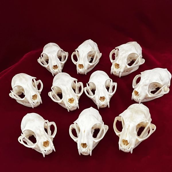 Sculture SQUISITE COLLEZIONE DELLA VERA Cranio osseo, ossa di animali per mestiere, decorazioni per la casa, studio di colletti per esemplari, regali speciali 3 '